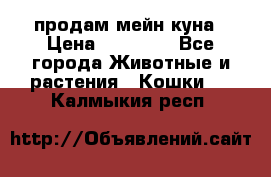 продам мейн куна › Цена ­ 15 000 - Все города Животные и растения » Кошки   . Калмыкия респ.